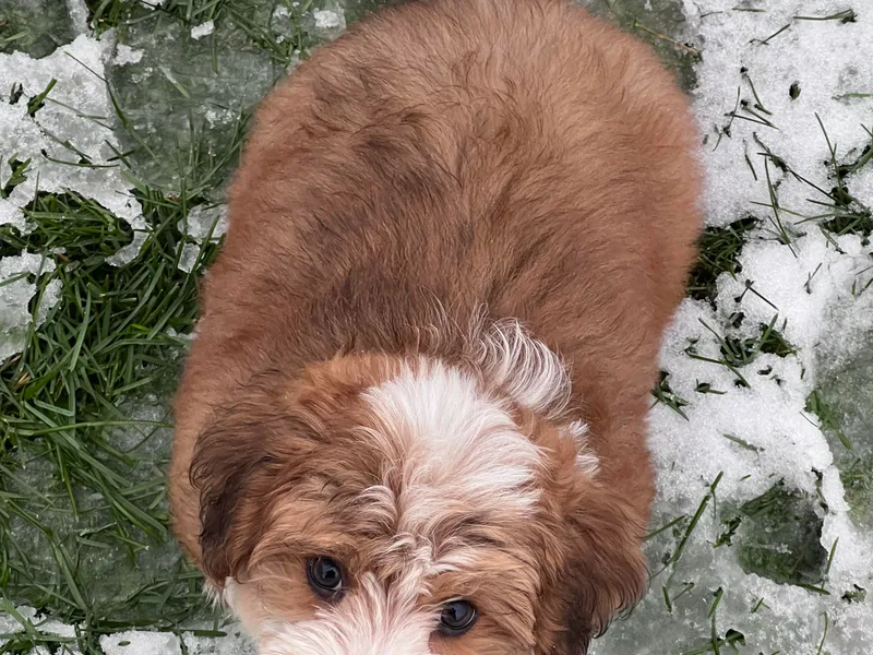 High Hills Havanese