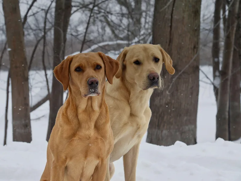 High Life Retrievers