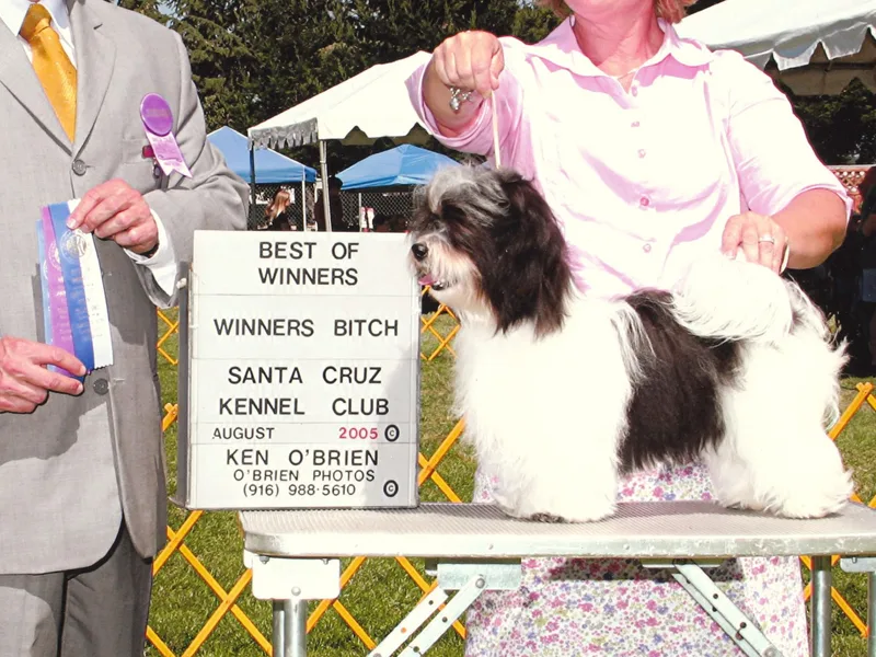 High Moon Havanese photo 1