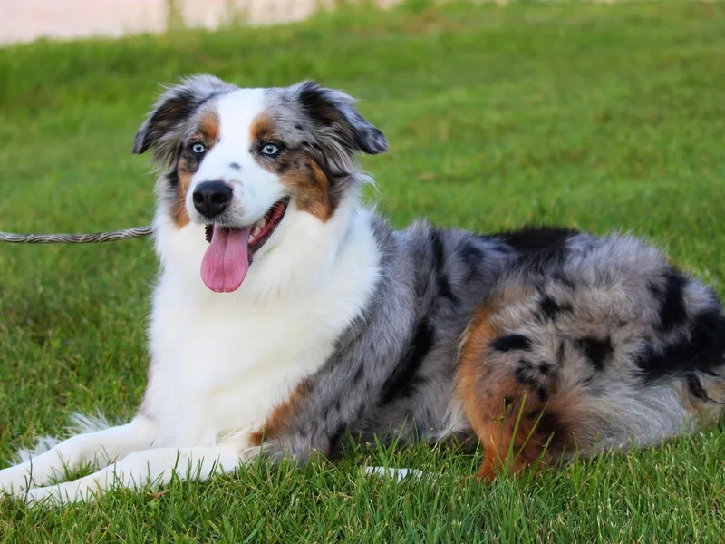 High Mountain Aussies