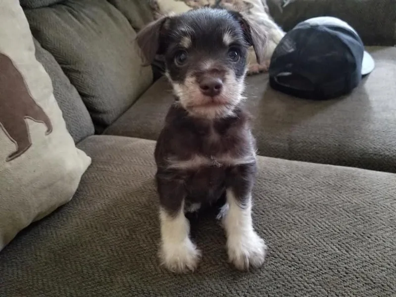 High Mountain Schnauzers