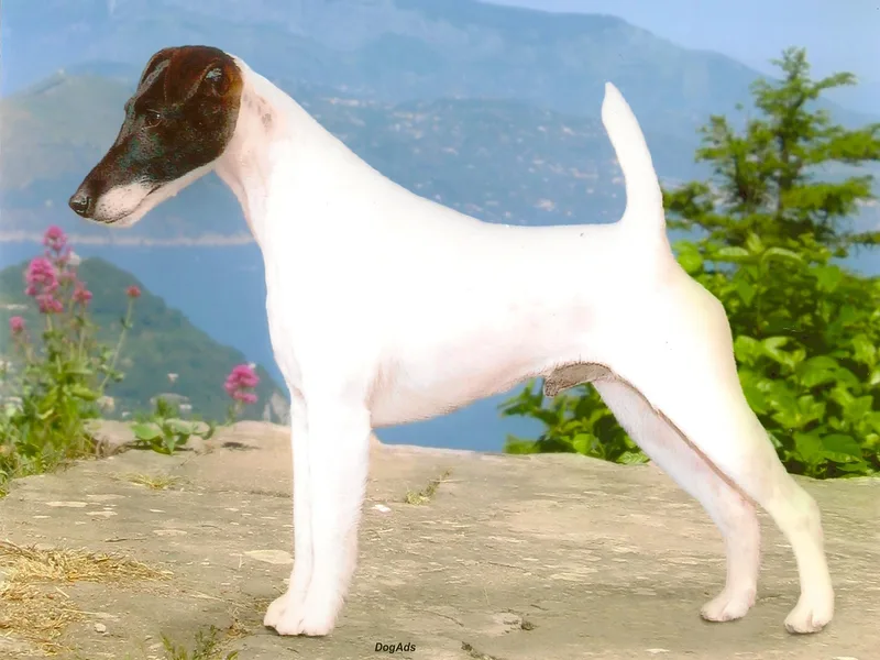 High Mountain Smooth Fox Terriers photo 1