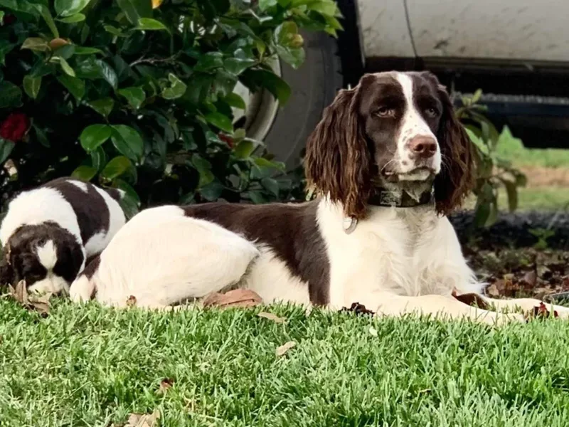 High 'N Dry Farm Springer Spaniels