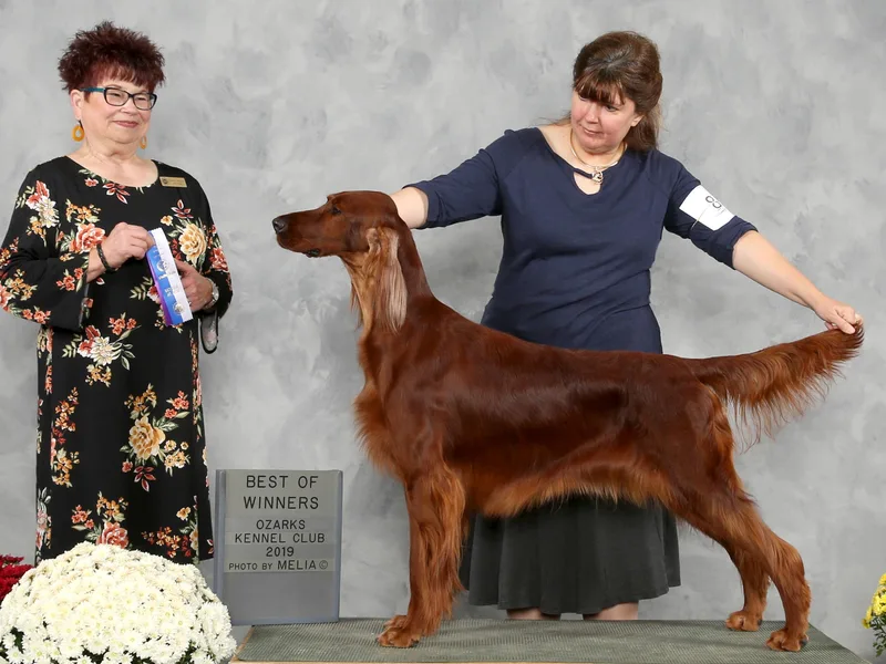 High Note Irish Setters