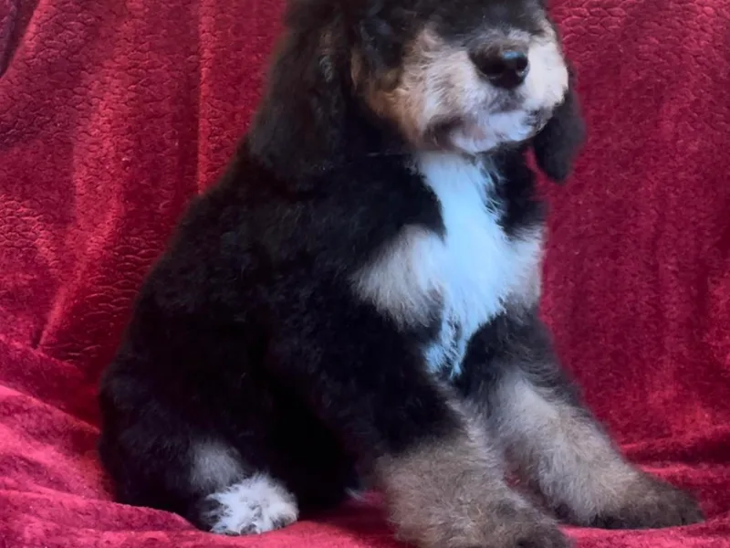 High Peaks Bernedoodles