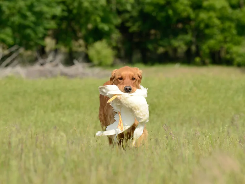 High Plains Goldens