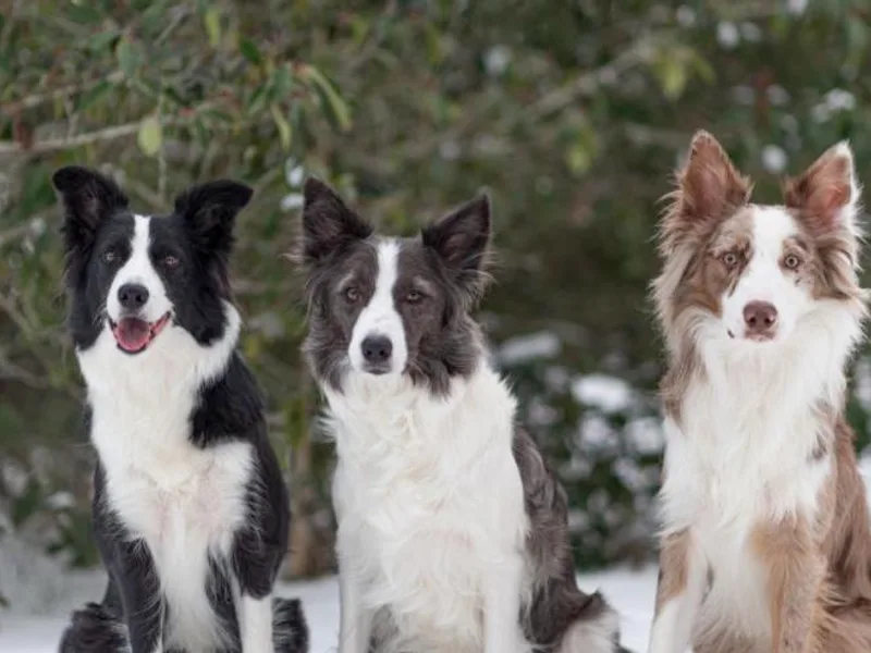 High Point Border Collies
