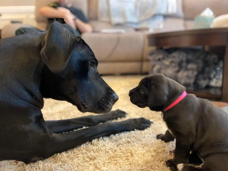 High Point Mountain Danes