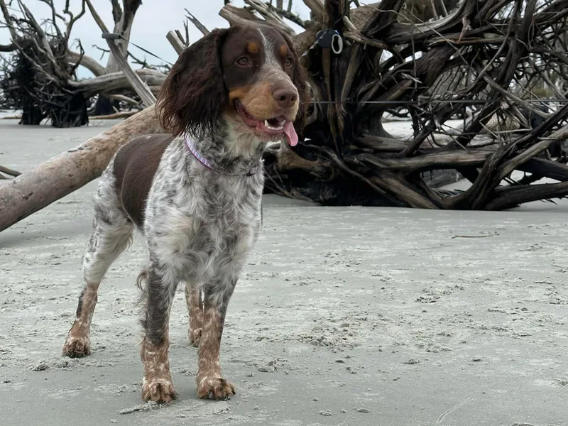 High Point Springers