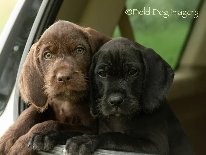 High Power Pudelpointers