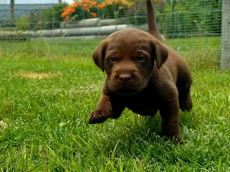 High Prairie Canines