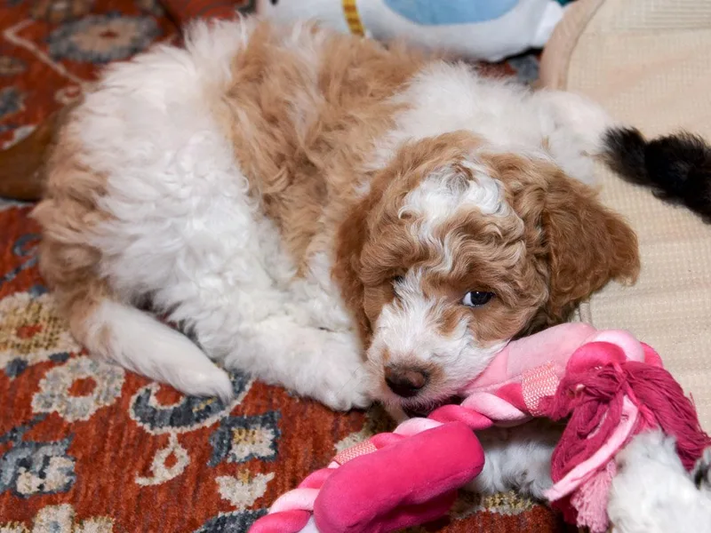 High Quality Goldendoodles