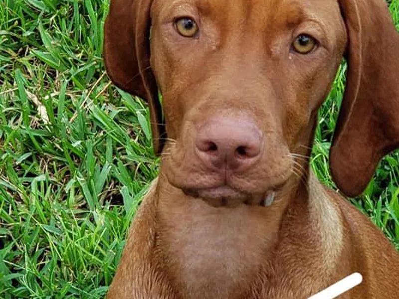 High Ridge Vizslas