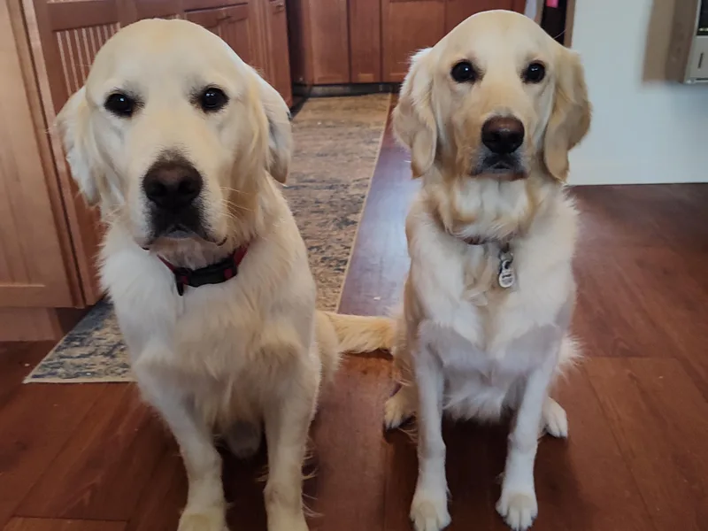 High Road Golden Retrievers