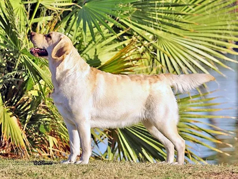 High Roller Labradors