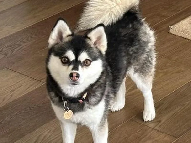 High Sierra Pomsky photo 1