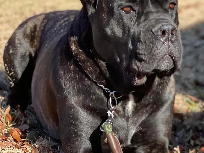 High Society Cane Corso