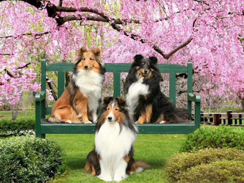 High Spirit Shelties