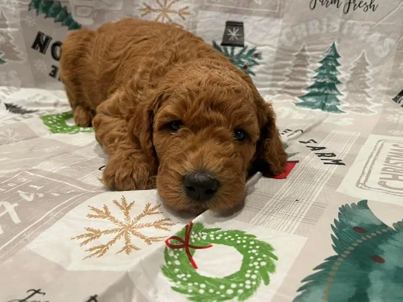 High Standard Poodles