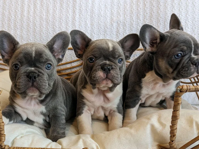 High Tide Frenchies