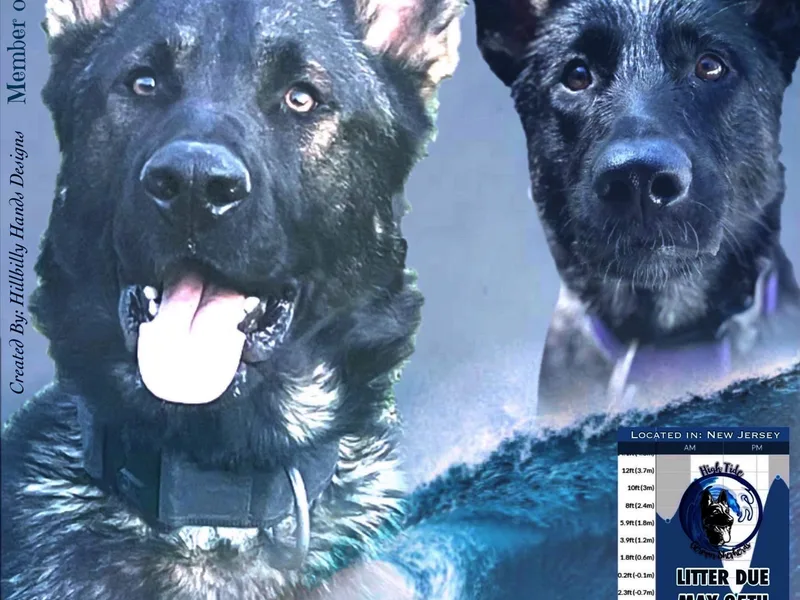 High Tide German Shepherds