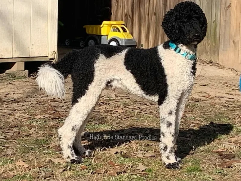 High Tide Standard Poodles