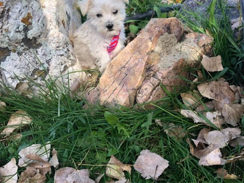 High Uinta Schnauzers