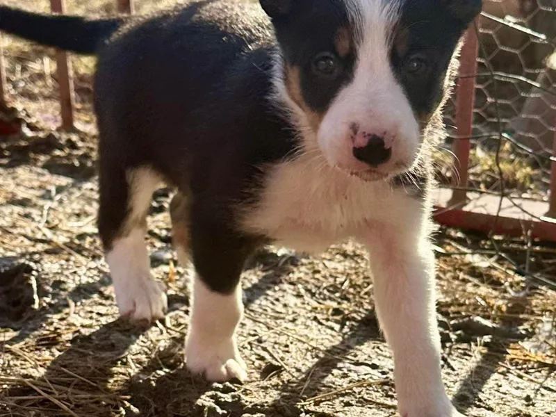 High Velocity Stockdogs