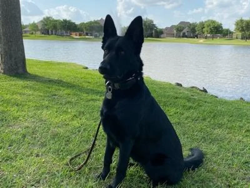 High Voltage GSD photo 1