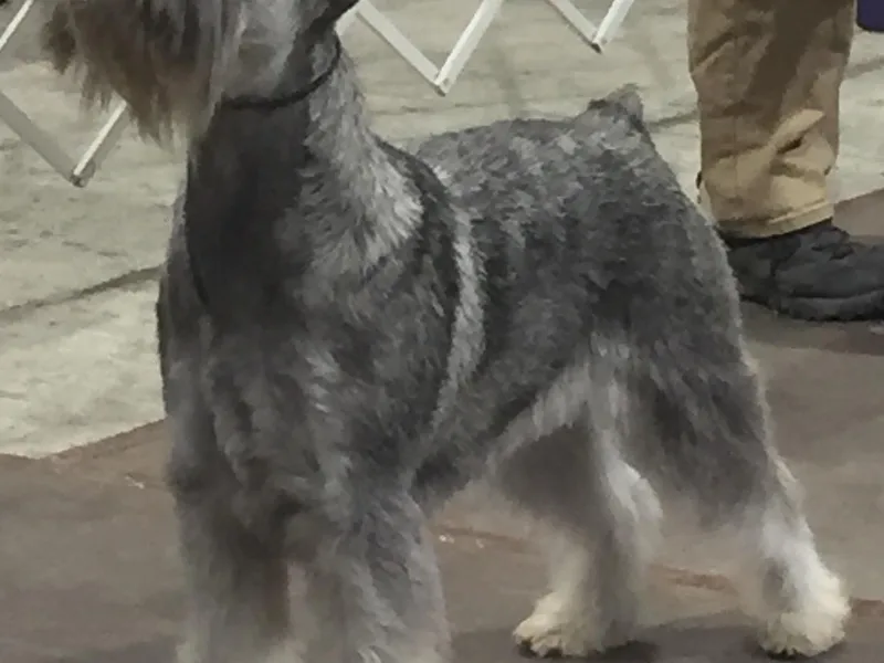 Highbrow Standard Schnauzers