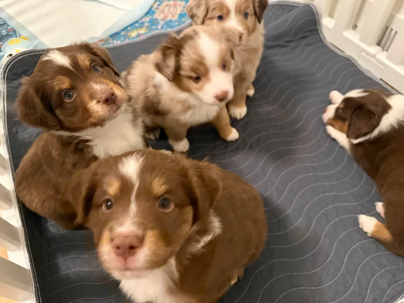 Higher Elevations Mini Aussies