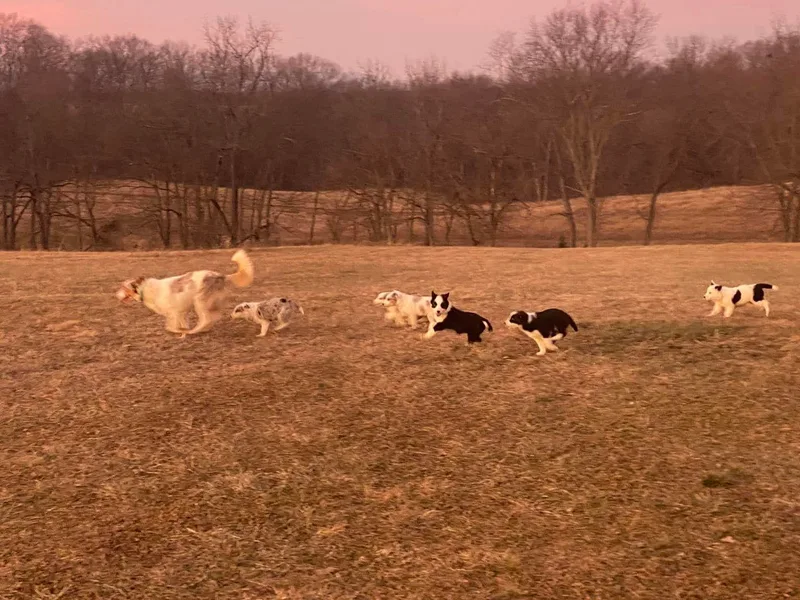 Higher Goals Border Collies