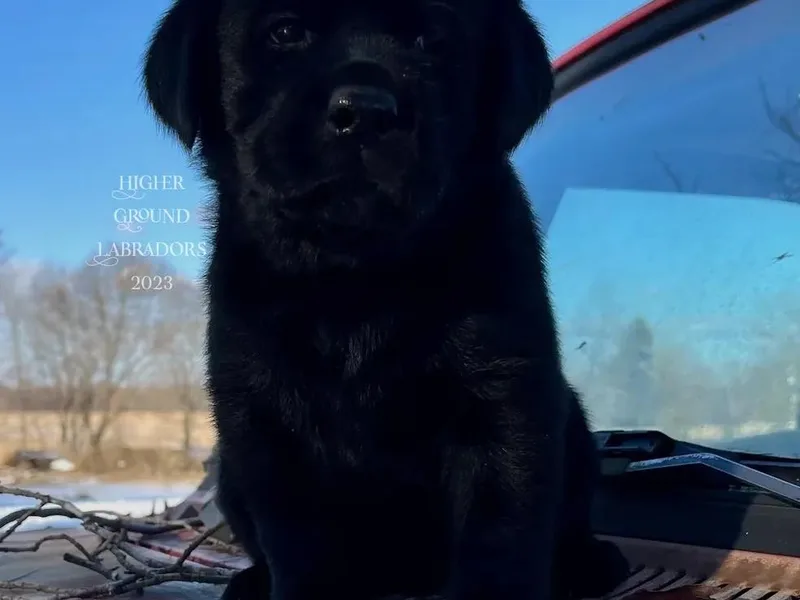 Higher Ground Labradors