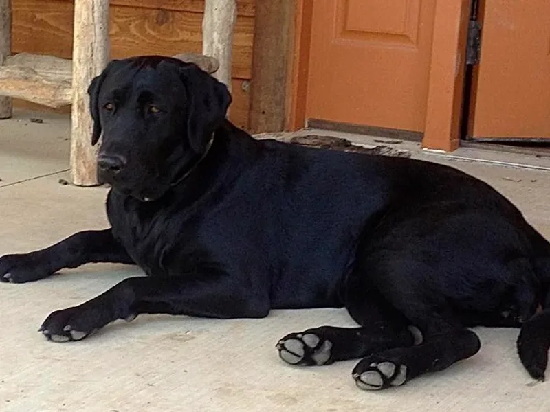 Higher Ground Retrievers LLC