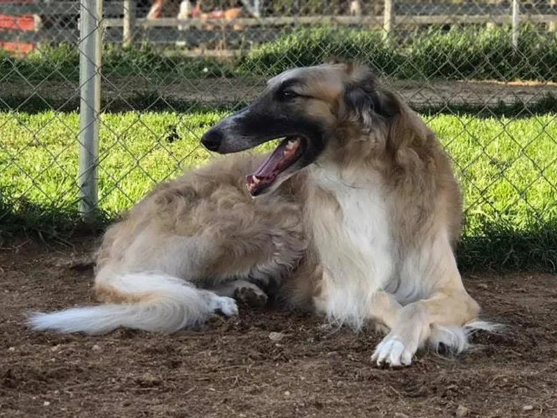 Highgarden Borzoi