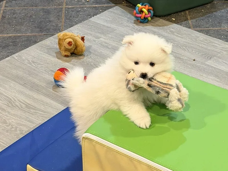 Highland American Eskimo Dogs