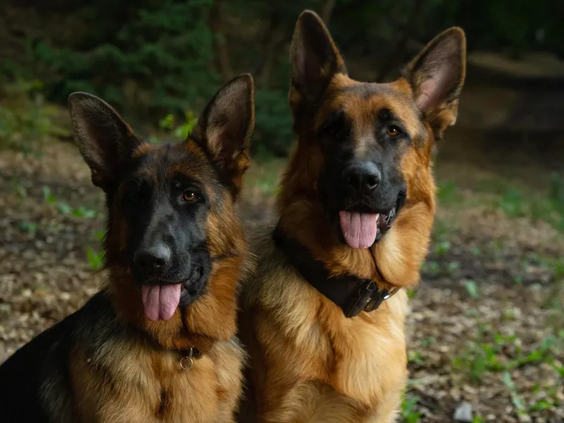 Highland German Shepherds