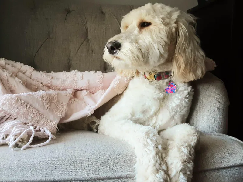 Highland Grove Doodles, LLC