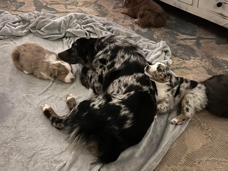 Highland Hills Mini Aussies