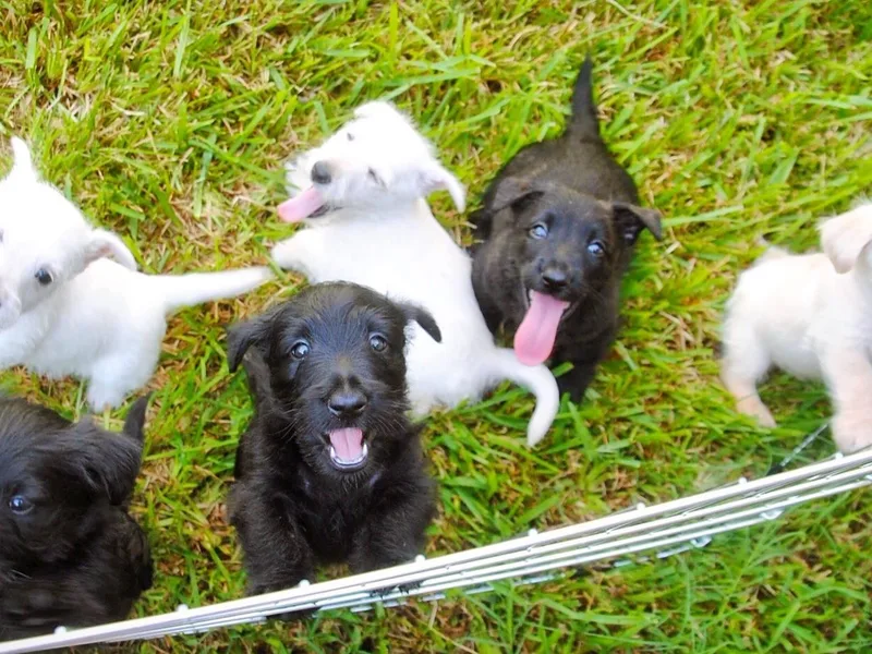 Highland Knolls Scottish Terriers