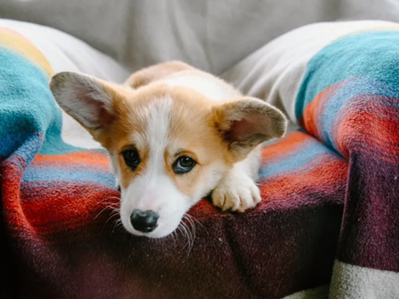 Highland Meadow Corgis