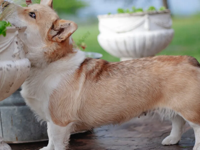 Highland Point Corgis