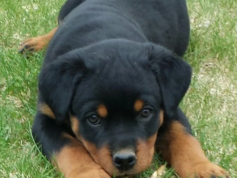 Highland Rottweilers