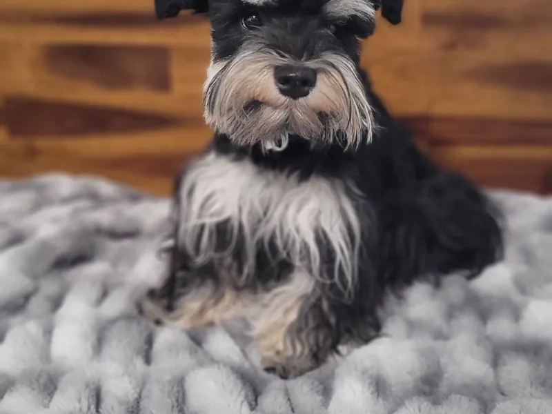 Highland Schnauzer photo 1
