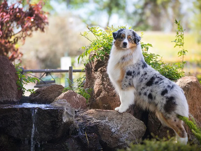 Highland Shelties &amp; Aussies