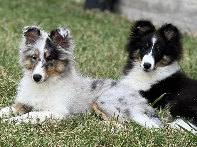 Highland Shelties