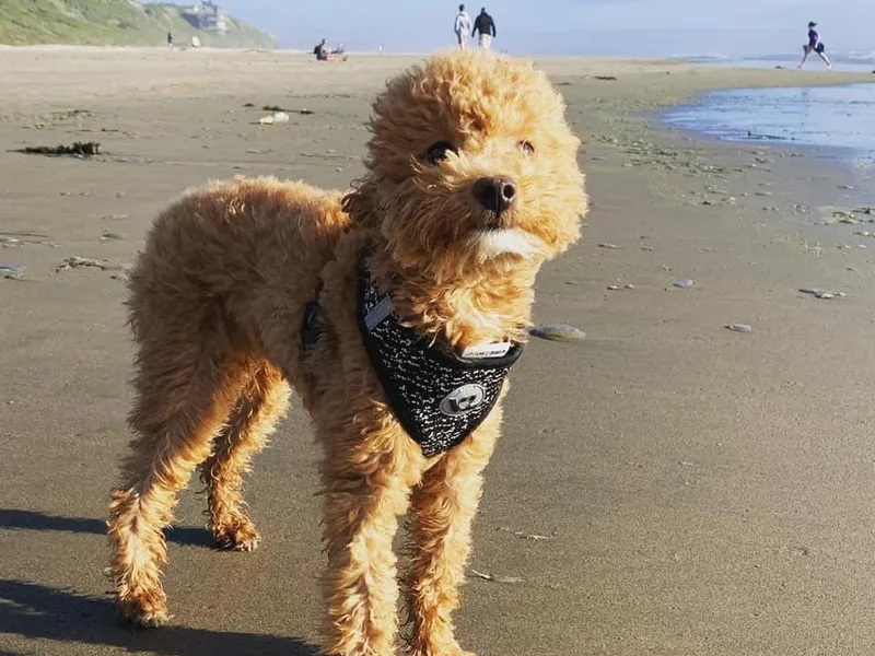 Highland View Hills - Mini Poodles