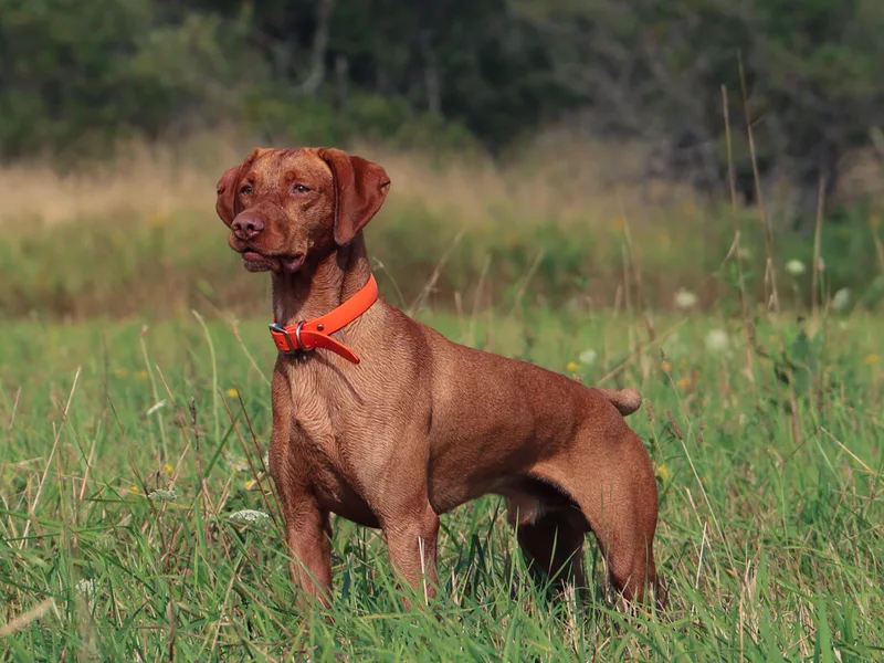 Highland Vizslas
