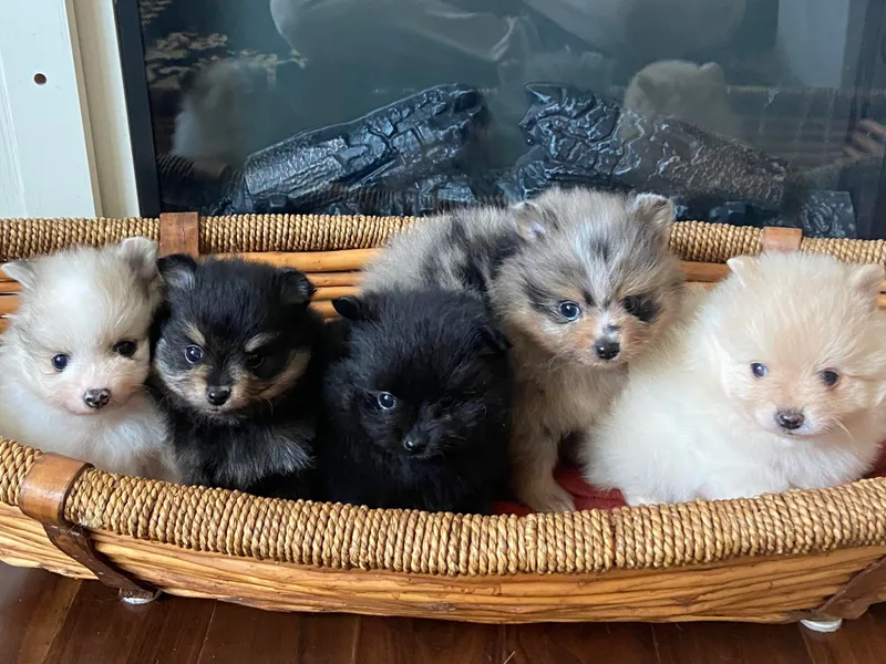 Highlander Pomeranians