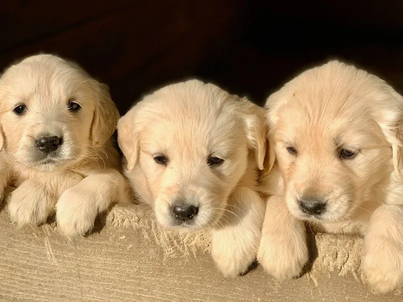 Highlander's Goldens of Howell